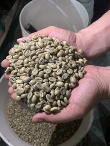 Café Robusta en Gros Prix de Gros Grains de Café Grade 1 FAQ Nouvelle Récolte Fournisseur Vietnamien - Product Image 6