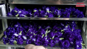 ดอกไม้แห้ง2024จากเวียดนามชาจากถั่วลันเตาแห้ง2025พืช - Product Image 6