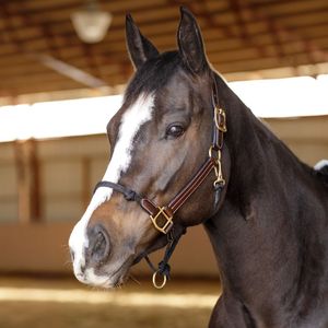 Cabestro de Cuero Ajustable de Lujo para Caballos, OEM Inteligente, Se Aceptan Pedidos - Product Image 1