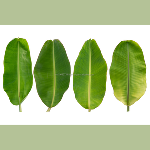 Feuilles de bananier surgelées IQF du Vietnam pour l'emballage alimentaire, la transformation alimentaire, la vente en gros et la fourniture en vrac, qualité export. - Product Image 4