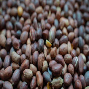 Arachides grillées premium tendance d'Inde, au délicieux goût croustillant et à la saveur naturelle de noix, pour les acheteurs mondiaux - Product Image 3