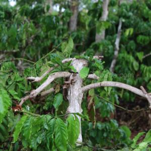 ของเล่นเชือกป่านสองเกลียวที่ทนทาน ช่วยส่งเสริมการเล่นดึงเชือก กระตุ้นการเคี้ยวอย่างมีสุขภาพดี และช่วยลดความวิตกกังวล - Product Image 3