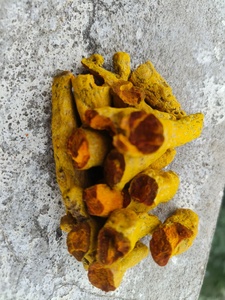 Polvo de Extracto Herbal de Cúrcuma Orgánica de Grado Alimenticio de Calidad Premium 70% Curcumina de Raíz para Cocinar y Sazonar - Proveedor a Granel - Product Image 6