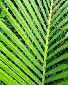 HOJAS DE COCO NATURALES / MATERIAL ECOLÓGICO PARA MANUALIDADES, DECORACIÓN Y APRENTADAS DE TECNOLOGÍA DE COBERTURAS - Product Image 1