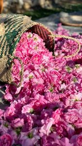 ALOURA OILS OUD ROSE Attar Oil - Source de chaleur infusée aux fleurs et à l'eau pour la parfumerie et l'aromathérapie Uttar Pradesh - Product Image 6