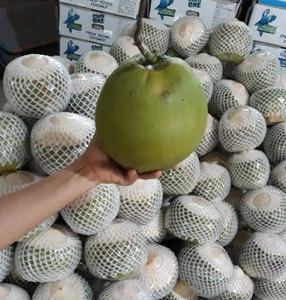 Coco Fresco Vietnamita con Cáscara Natural, Aplicado para Distribución de Bebidas y Venta al por Mayor - Product Image 6