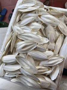 Os de Seiche Naturel du Vietnam pour Oiseaux – Os de Seiche pour Perruches et Perroquets – Soin du Bec, Source de Calcium et Fournitures pour Animaux de Compagnie - Product Image 4