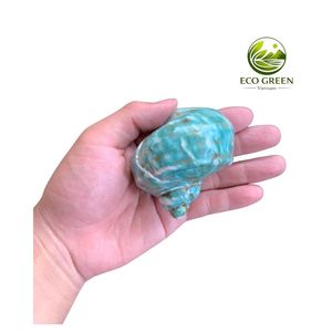 เปลือกหอยเทอร์โบธรรมชาติขายส่ง พร้อมพื้นผิวมุกมุกสะท้อนแสง สำหรับตกแต่งสไตล์ทะเลสุดหรูและงานฝีมือ - Product Image 3