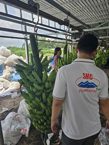 Vietnam Highland Cavendish Bananas Premium Export Grade Textura dulce y firme Embalado para supermercados e importadores - Product Image 6