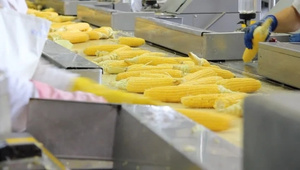 Maíz Dulce Congelado en Grano, Listo para Cocinar, Calidad Premium, Vietnam, Grado Alimenticio, IQF, OEM, Exportación, Marca Privada, Proveedor a Granel - Product Image 5