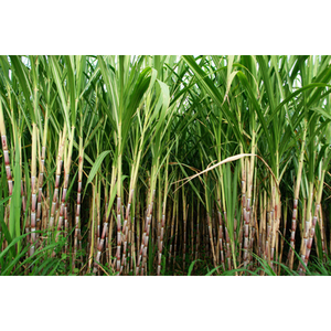 Residuo de Bagazo de Caña de Azúcar Fermentado GIA GIA NGUYEN Listo para Exportar, Residuo Agrícola de Caña de Azúcar para Aditivos Alimentarios, Vietnam - Product Image 1