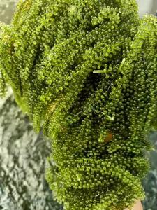 Algues marines de qualité supérieure pour l'exportation à prix compétitif Raisins de mer déshydratés biologiques du Vietnam - Product Image 2