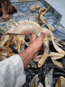 Corne de bélier Shofar écologique polie style animal corne d'Israël de haute qualité de l'Inde fournisseur en gros en vrac - Product Image 4