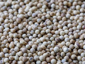 พริกไทยขาวอินเดียพรีเมียม ผลผลิตใหม่ เมล็ดพริกไทยธรรมชาติ สำหรับผู้นำเข้าระหว่างประเทศ ผู้ซื้อส่ง และร้านอาหาร - Product Image 3