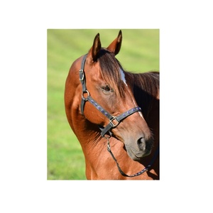 Laisse pour cheval en PP/PVC de haute qualité avec caoutchouc souple premium lisse, couleur et taille personnalisées, modèle international - Product Image 2