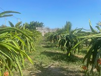 Hoge Kwaliteit Vietnamese Dragon Fruit Vers Geoogst Zoet Sappig Vlees Lange Houdbaarheid Perfect Voor Export En Retail