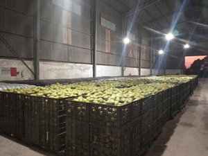 Fournisseur en gros de mangues séchées naturelles biologiques du Vietnam, mangues séchées à l'air - Product Image 4