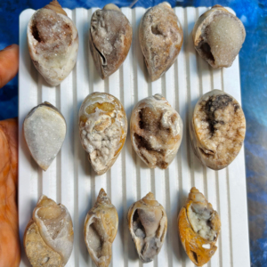 ASHU GEMS - Gemas Sueltas de Concha Fossilizada Natural, Druzy, Multicolores, en Forma de Lágrima Ovalada, Conchas Cristalizadas Curativas, Venta al por Mayor - Product Image 1