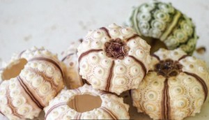 Coquilles d'ormeaux bleues du lotus, écologiques et cueillies à la main, du Vietnam, idéales pour les centres de table de mariage sur la plage et la décoration océanique - Meilleures ventes - Product Image 2