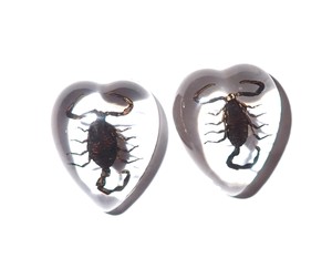 Scorpion noir, spécimen réel, cabochon en plastique, cœur 17x21 mm, fond plat transparent, pour artisanat et fabrication de bijoux - Product Image 1