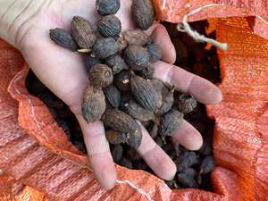Superior Dried Black Cardamom Premium Spice Binh Thuan Vietnam-VIET DELTA Brand 12-Month Shelf Life for Export Unmatched Quality - Product Image 3