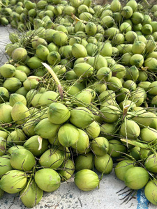 น้ำมะพร้าวแช่แข็ง ไม่เติมน้ำตาล รสชาติสดชื่นแบบทรอปิคอล สำหรับทำขนมหวาน ไอศกรีม และส่งออกจำนวนมากทั่วโลก - Product Image 6