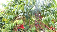 Café Instantané Vietnamien de Haute Qualité Lyophilisé Amère VINUT en Vrac 100g Certifié Halal Bouteille Grade 3 100% 24 Mois