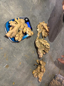 Gingembre du Vietnam frais, qualité d'exportation, propre et sec, épice chaude, approvisionnement en vrac - Product Image 4