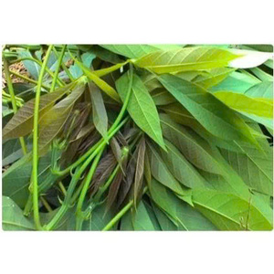 Hojas frescas de yuca de Vietnam |   Verduras de hoja verde nutritivas para cocinar platos y sopas tradicionales - Product Image 3