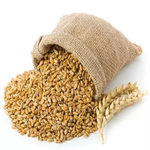 Suministro a Granel de Primera Calidad, Trigo Duro de Alta Calidad, Grado Alimenticio, Disponible en Stock, Servicio OEM, Exportación - Product Image 3