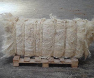 Fibre de sisal brute de qualité supérieure pour le filage - Product Image 3
