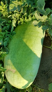 Semillas de Sandía Charleston Grey, Marca Moon Star, Modelo OPV, 99.99% de Pureza, 85% de Germinación, 6% de Humedad, Origen Pakistán - Product Image 2