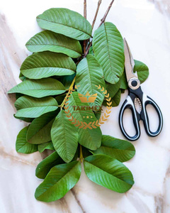 100% feuilles de goyave séchées naturelles du Vietnam en gros pour la fabrication de thé de très bonne qualité et prix bon marché - Product Image 3