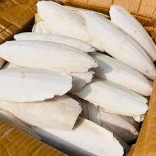 BEST SELLING Os de Seiche Riche en Calcium, Écologique, en Gros pour Oiseaux et Reptiles - Product Image 3