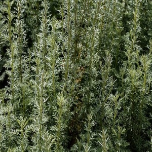 Huile Essentielle de Davana Distillée à la Vapeur, Extrait Naturel d'Artemisia Pallens pour l'Aromathérapie, les Soins de la Peau, les Diffuseurs, les Bougies et les Parfums - Product Image 5