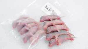 หนูแช่แข็ง XS 3-4 กรัม อาหารงูคุณภาพสูง โปรตีนสูง อาหารหนูสัตว์ฟันแทะ ขายส่งจำนวนมาก ปราศจากซัลโมเนลลา โภชนาการเสริมด้วยสารชีวภาพ - Product Image 5