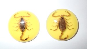 Escorpión Dorado, Espécimen Real, Cabujón de Plástico Redondo de 35x35 mm, Base Plana Amarilla para Manualidades y Joyería - Product Image 4