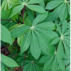 มันสำปะหลังแห้งใบผลิตภัณฑ์ทางการเกษตรระดับพรีเมี่ยม - Product Image 5