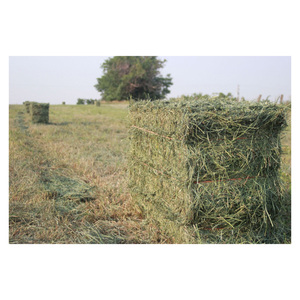 Heno de Alfalfa de Primera Calidad para Caballos y Ganado, Origen Reino Unido, 2 Años de Vida Útil - Product Image 5