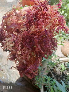 MUSGO MARINO MORADO SECO A GRANEL DE 25 KG, MATERIA PRIMA ECOLOGICA DE EUCHEUMA PARA POLVO DE GRADO ALIMENTICIO INDUSTRIAL - Product Image 5