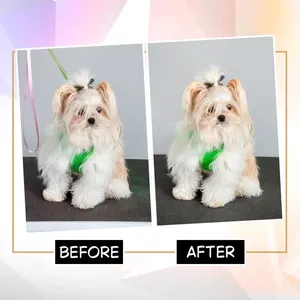 Servicio Profesional de Edición de Imágenes de Mascotas con Retoque de Pelaje y Mejora de Aspecto Natural Disponible en Cantidad al por Mayor - Product Image 3