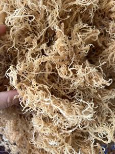 Musgo Marino Natural de Alta Calidad para la Industria Alimentaria, Cosmética y Bebidas, Materia Prima, Venta al Por Mayor, Exportación - Product Image 6