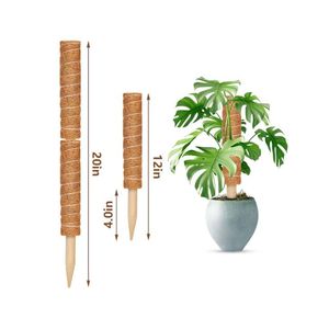 TENDANCES ACTUELLES : Support de plante en fibre de coco pour la guidage vertical pratique des tiges de Monstera et la fixation des plantes en pépinière commerciale - Product Image 1