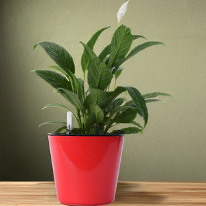 Maceta superventas para decorar el hogar y el jardín, maceta cuadrada corta de 18 con plástico de alta calidad - Product Image 1