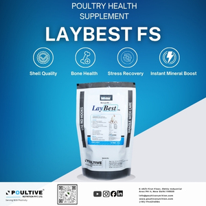 Potenciador del Rendimiento de Gallinas Ponedoras |   Minerales Quelatados + Vitaminas + Aminoácidos + Hierbas Estimulantes de Ovarios + Levadura Seca - Product Image 2