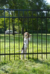 Panneau de clôture en acier galvanisé de qualité export, décoration de jardin Vietnam, écologique, naturel, facile à assembler - Product Image 2