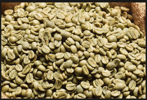 เมล็ดกาแฟเขียว อาราบิก้า เวียดนาม 16 ชนิด บริสุทธิ์จากธรรมชาติ คั่วแบบดั้งเดิม คุณภาพคงที่ สำหรับส่งออก แบรนด์ DHPONE อายุการเก็บรักษา 12 เดือน น้ำหนัก 60 กิโลกรัม - Product Image 2