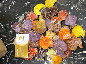 Conchas de Vieira Pintadas a Mano, Ecológicas, con Acabado Pulido, para Decoración del Hogar y Regalos, 99GD - Product Image 1