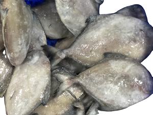 ปลาดุกปอมปาโน่สีดำและสีแดงตัวเลือกในหมวดหมู่ปลาเพื่อขาย - Product Image 2