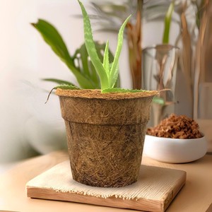 กระถางเพาะชำจากใยมะพร้าว ผลิตภัณฑ์ทำสวนรักษ์โลกจากซัพพลายเออร์ กระถางเพาะเมล็ดจากใยมะพร้าว - Product Image 1